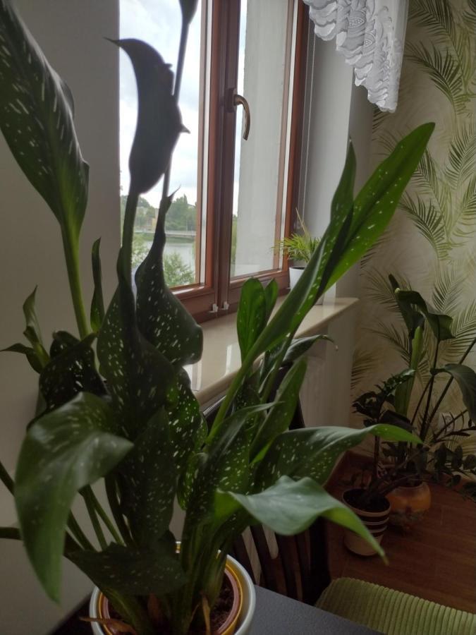 Apartament Nad Jeziorakiem อิวาวา ภายนอก รูปภาพ